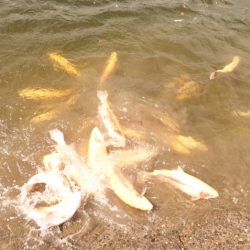 フィッシングレイクたかみや 釣果