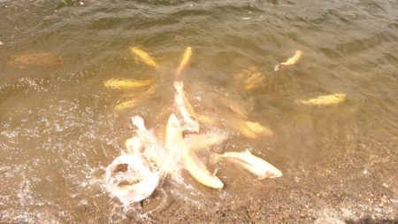 フィッシングレイクたかみや 釣果