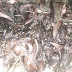 フィッシングレイクたかみや 釣果