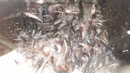 フィッシングレイクたかみや 釣果