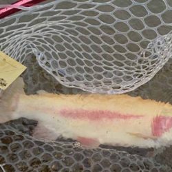 フィッシングレイクたかみや 釣果