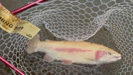 フィッシングレイクたかみや 釣果