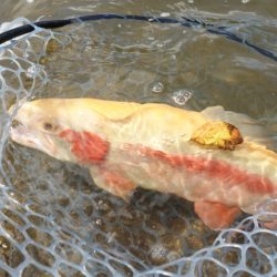 フィッシングレイクたかみや 釣果