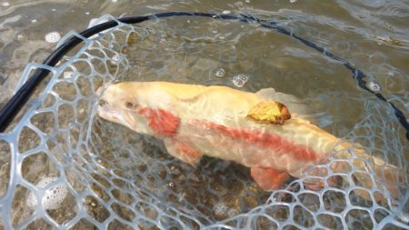 フィッシングレイクたかみや 釣果