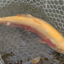 フィッシングレイクたかみや 釣果