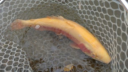 フィッシングレイクたかみや 釣果