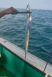 恵比寿丸(兵庫) 釣果