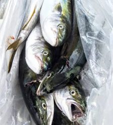 恵比寿丸(兵庫) 釣果