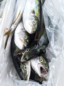 恵比寿丸(兵庫) 釣果