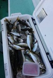 KONAYAーMARU(こなや丸) 釣果