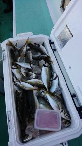 KONAYAーMARU(こなや丸) 釣果