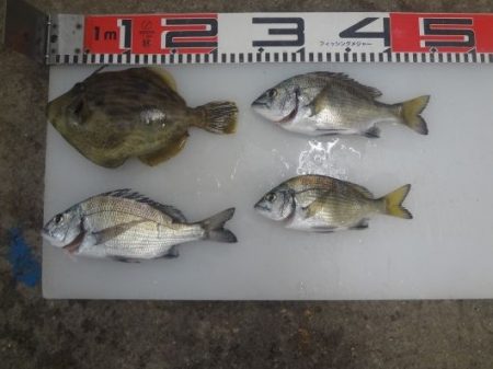 のとじま臨海公園海づりセンター 釣果