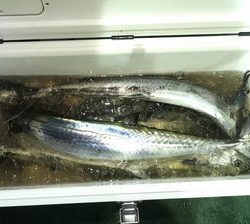 恵陽丸 釣果