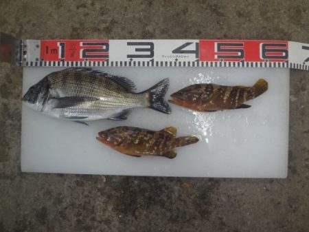 のとじま臨海公園海づりセンター 釣果