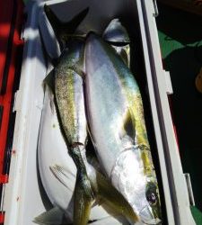 恵比寿丸(兵庫) 釣果