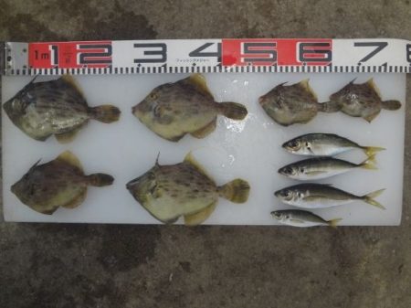 のとじま臨海公園海づりセンター 釣果