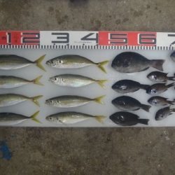 のとじま臨海公園海づりセンター 釣果