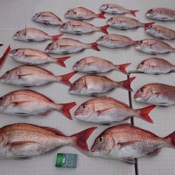 フィッシングボートACE(エース) 釣果