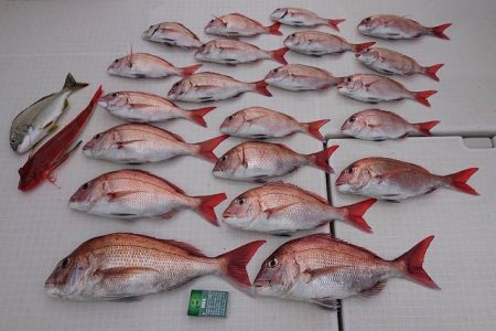 フィッシングボートACE(エース) 釣果