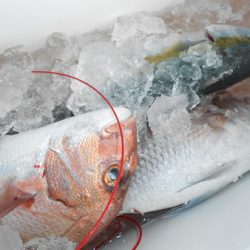 こうゆう丸 釣果