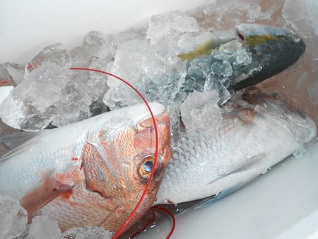 こうゆう丸 釣果