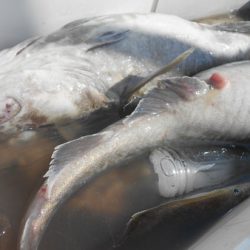 こうゆう丸 釣果