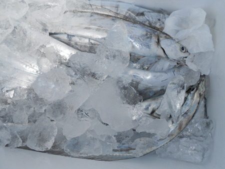 こうゆう丸 釣果