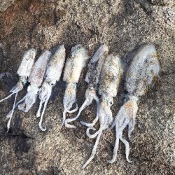 秋アオリイカ調査隊