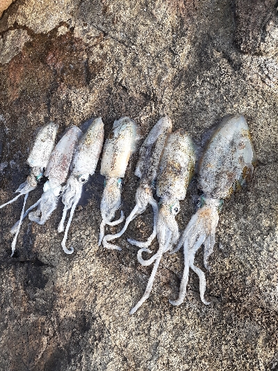 秋アオリイカ調査隊