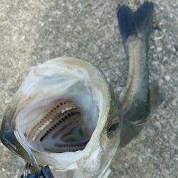 シーバスとスレ掛かりハクレン