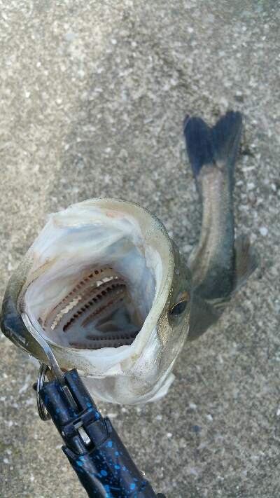 シーバスとスレ掛かりハクレン