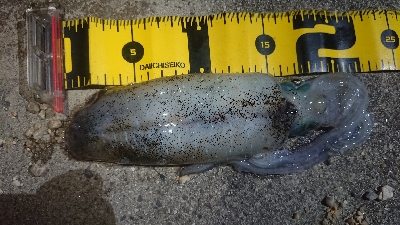 仕事終わりエギング