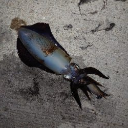 連休最初のアオリイカ