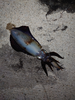 連休最初のアオリイカ