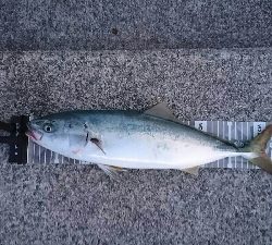 青物リベンジ釣行 in 淡路島>゜)))彡