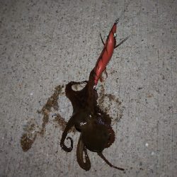 ちょいシブエギング