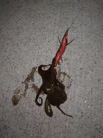 ちょいシブエギング