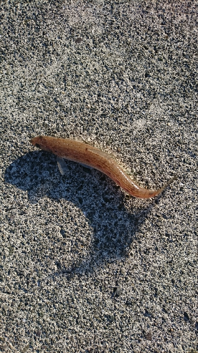 ヒラメ調査はエソ祭り