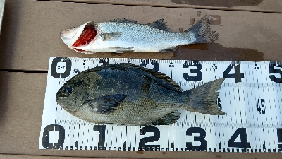 久しぶりにエビ撒き釣り