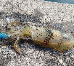 エギング釣行その50