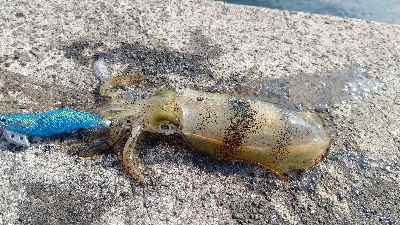 エギング釣行その50