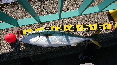 連休最終日にやっと貧果脱出