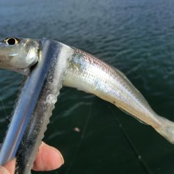 キス釣り 何とか形になりました