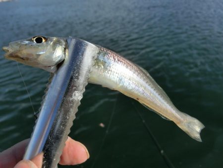 キス釣り 何とか形になりました