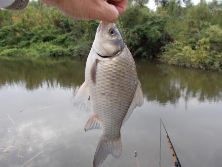 紀ノ川　真ブナ釣り