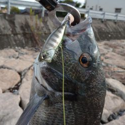 チヌトップ！！