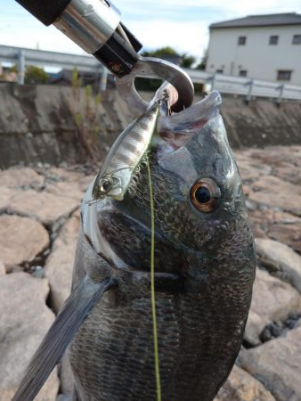 チヌトップ！！