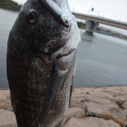 雨の中チヌトップ