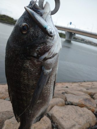 雨の中チヌトップ