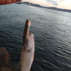 早朝トップゲーム!!